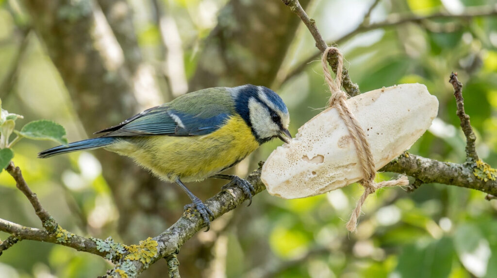 Une mésange bleue perchée sur une branche picore un os de seiche suspendu par une ficelle dans un arbre.